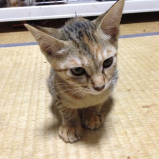 トラ柄♂♀ 人懐っこいです♪