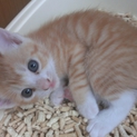 8/11生まれの茶トラちゃん