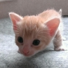 8/11生まれの茶トラちゃん サムネイル2