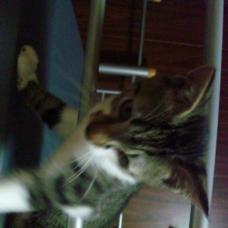 里親募集中