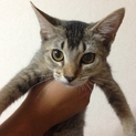 スコティッシュF×ソマリのMIXの子猫