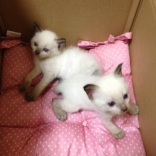 宮崎から仔猫の里親募集