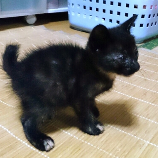 人なつっこい仔猫です。