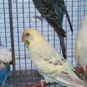 【決まりました】セキセイインコ4羽里親様募集