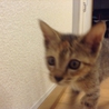 人懐っこいキジちゃん里親募集。 サムネイル2
