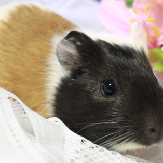可愛いモルモットです＾＾