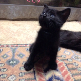 生後一ヶ月★黒子猫♂8匹兄妹！！