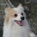 美形なポメラニアン４才・６キロ