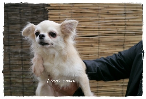 優しいチワワです」埼玉県 - 犬の里親募集(21523) :: ペットのおうち