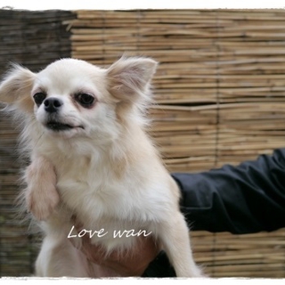 優しいチワワです」埼玉県 - 犬の里親募集(21523) :: ペットのおうち