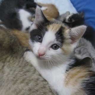 ２ヶ月　ぽってぽての三毛おたべちゃん