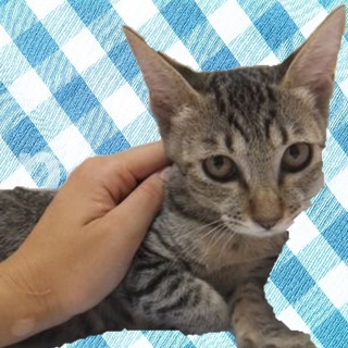 ★★細めのキジ白、キジ猫姉妹です★★