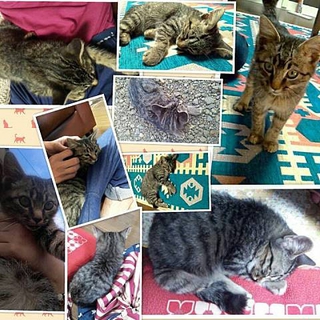 ２ヶ月の甘えん坊子猫ちゃんの里親募集！