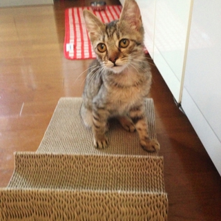かわいいキジトラ子猫ちゃん（猫エイズキャリア)