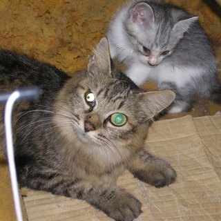 猫の里親を募集しています