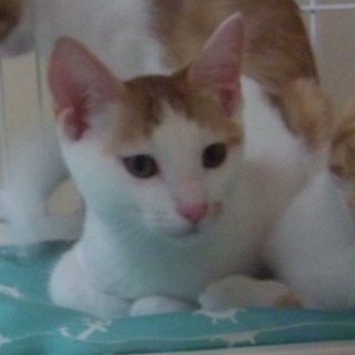 白トラの可愛い子猫♂