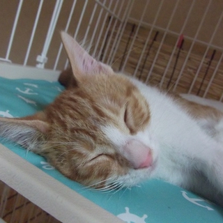 茶トラ白の可愛い子猫♂