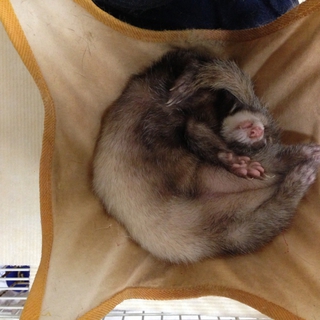フェレット♀の里親見つかりました。ありがとう〜