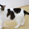 美・和猫 「 露 」・最高の幸せを掴みました♪ サムネイル2