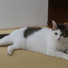 美・和猫 「 露 」・最高の幸せを掴みました♪ サムネイル5
