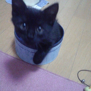 子猫の飼い主さん探しています！ 
