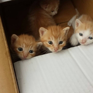 ４匹の可愛い子猫が捨てられていました