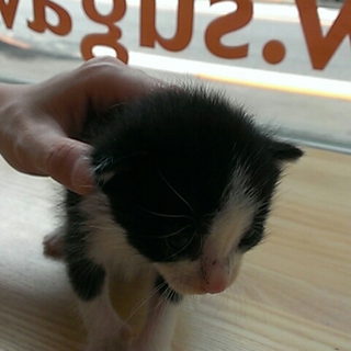 生後3週 ハチワレのオス猫ちゃん