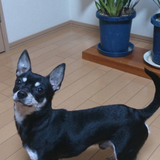 スムースチワワ里親募集中です