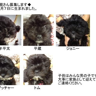 子犬が産まれました。