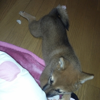 柴犬 女の子 仔犬です。