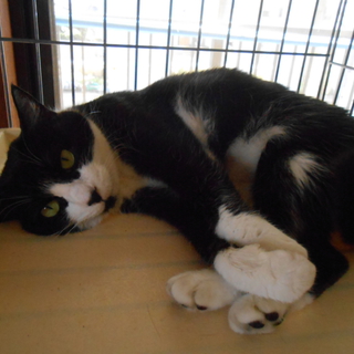 22匹の猫を救ってあげて下さい。