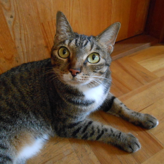 22匹の猫を救ってあげてください。