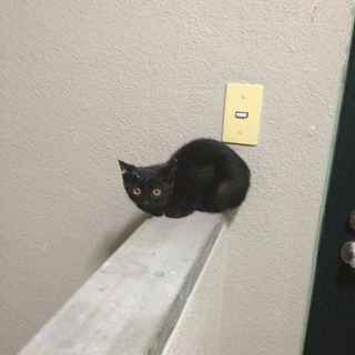 ジジ似の仔猫