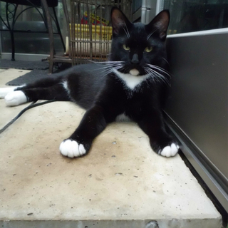 ベタベタ・甘甘のタキシード猫です・・。