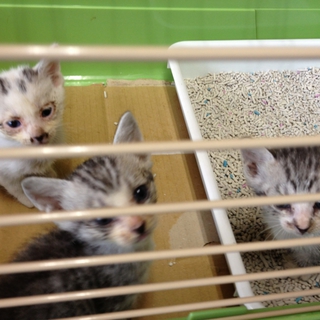 仔猫2匹保護しています