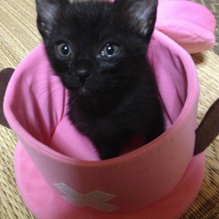 生後一ヶ月半の鍵しっぽのオス猫ちゃん！