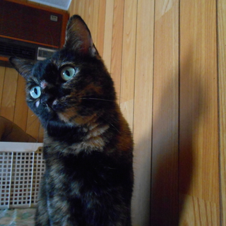 22匹の猫達を救ってあげてください。