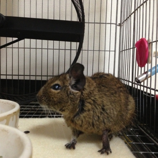 デグー♀の里親が見つかりました。ありがとう〜