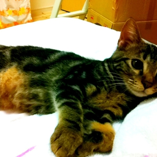 トラ柄の子猫里親募集♪