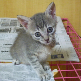 元気いっぱいで乙女な子猫、里親募集！！