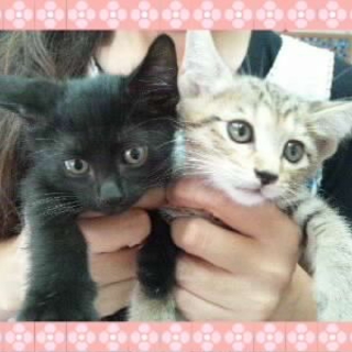 人懐こい甘えん坊のチビにゃんこ
