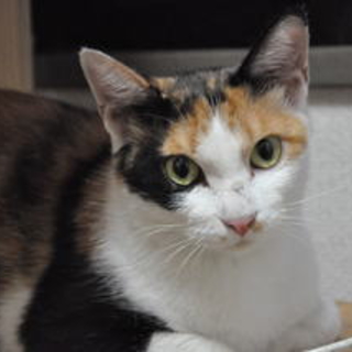三毛猫　まゆゆちゃん　かわいい子です