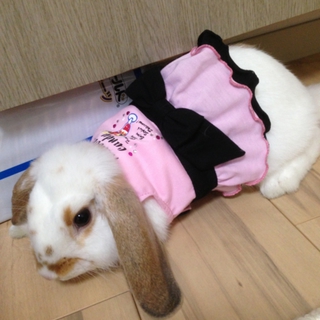 優しい里親さん募集しています