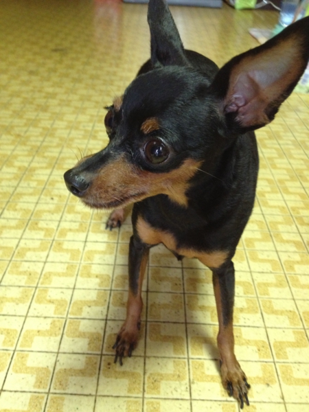 人が大好きなミニチュアピ 神奈川県 犬の里親募集 ペットのおうち 月間利用者150万人