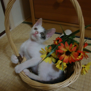 生後６週、人・犬・猫慣れした子猫　性格保証＾＾