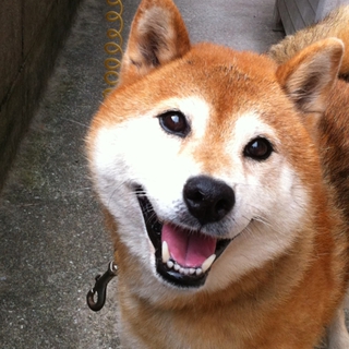 人懐っこく、やさしい柴犬です。
