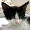 4匹の子猫の里親募集