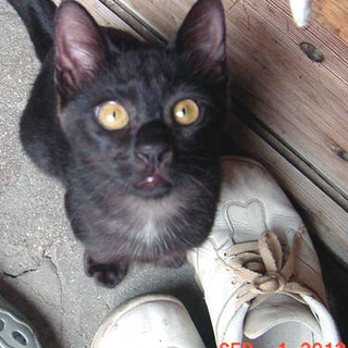 チョコザイ顔の黒猫