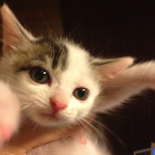 元気な三毛猫