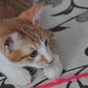 ちゃまゆ君 サムネイル7